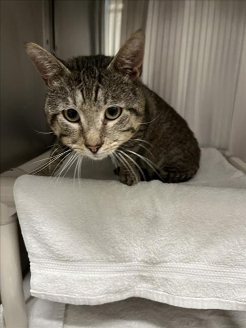adoptable Cat in Derwood, MD named *CLOUD