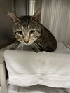 adoptable Cat in derwood, MD named *CLOUD