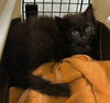 adoptable Cat in derwood, MD named *MALABAR