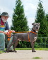 adoptable Dog in derwood, MD named *GOOBER