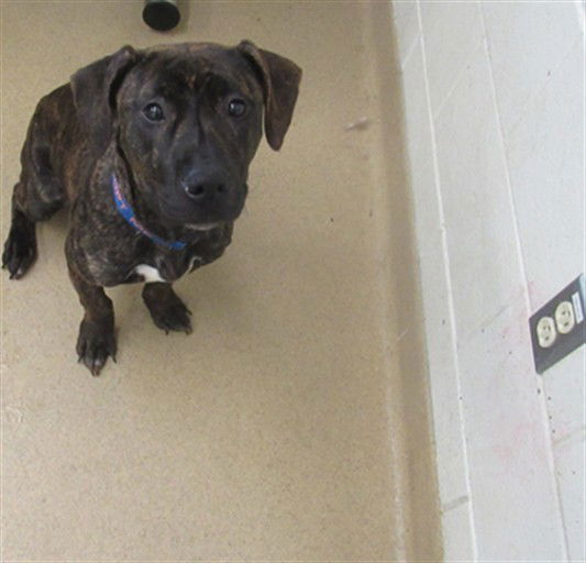 adoptable Dog in Derwood, MD named *STRIPES