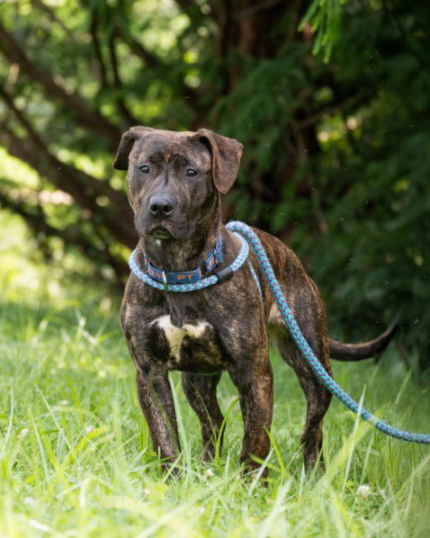 adoptable Dog in Derwood, MD named *STRIPES