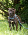 adoptable Dog in  named *STRIPES