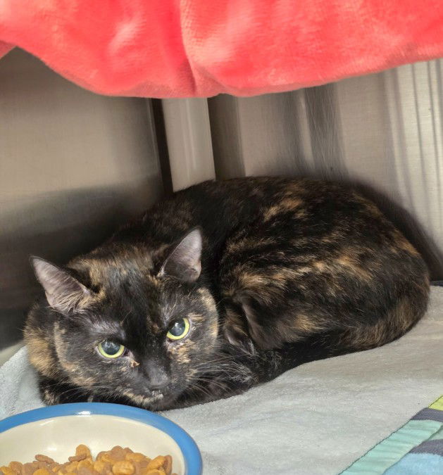 adoptable Cat in Derwood, MD named *MOLLY