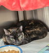 adoptable Cat in derwood, MD named *MOLLY