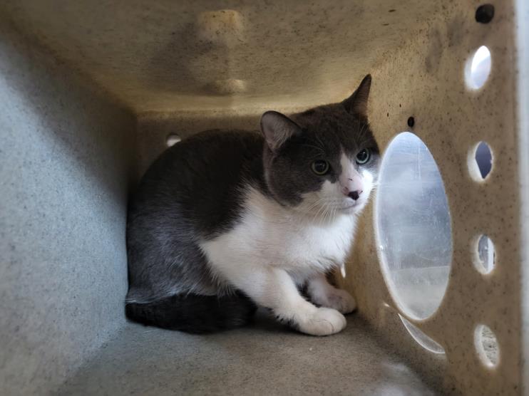 adoptable Cat in Derwood, MD named *PETER