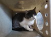adoptable Cat in derwood, MD named *PETER
