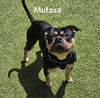 adoptable Dog in derwood, MD named *MUFASA