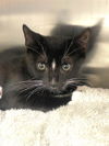 adoptable Cat in derwood, MD named FRED
