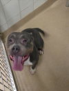 adoptable Dog in derwood, MD named *JENNY