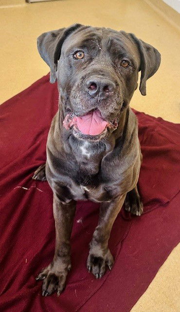 adoptable Dog in Derwood, MD named *DOMER