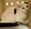 adoptable Cat in derwood, MD named *GARY