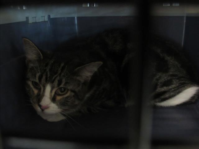 adoptable Cat in Derwood, MD named *MRS. PUFF