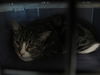 adoptable Cat in derwood, MD named *MRS. PUFF