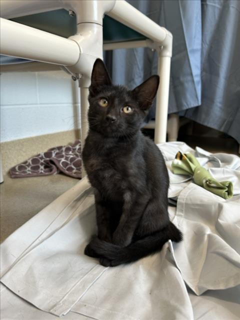 adoptable Cat in Derwood, MD named EARTH