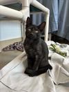 adoptable Cat in derwood, MD named EARTH