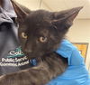 adoptable Cat in derwood, MD named FIRE