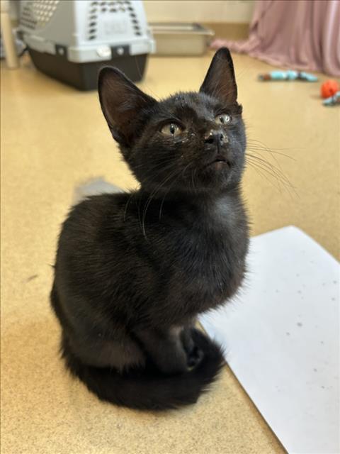 adoptable Cat in Derwood, MD named FIRE