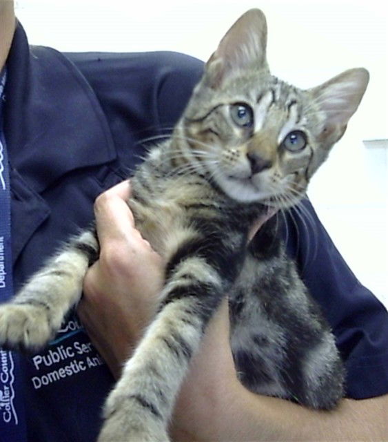 adoptable Cat in Derwood, MD named SNAP