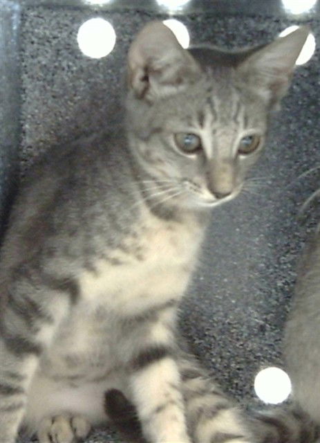 adoptable Cat in Derwood, MD named POP