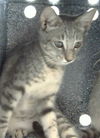 adoptable Cat in derwood, MD named POP