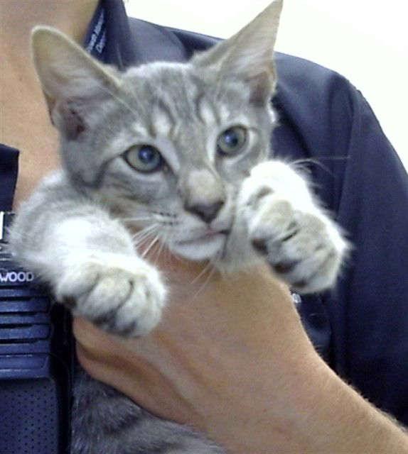 adoptable Cat in Derwood, MD named CRACKLE
