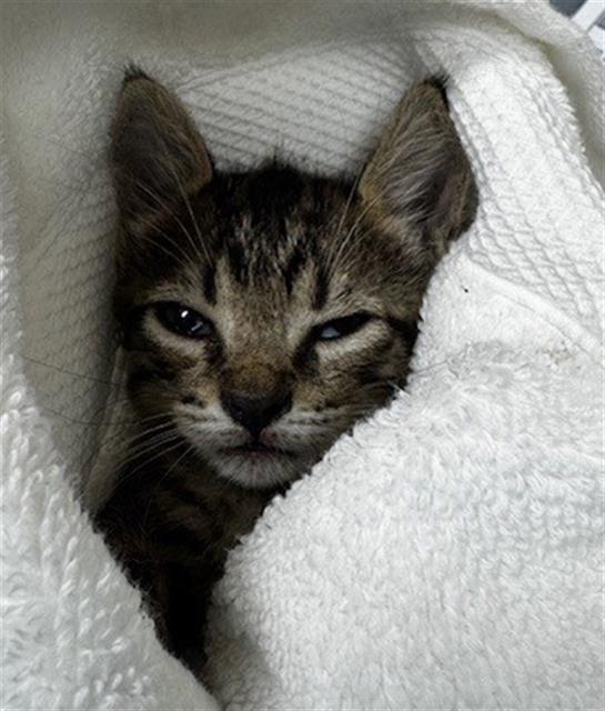 adoptable Cat in Derwood, MD named EEYORE