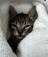 adoptable Cat in derwood, MD named EEYORE