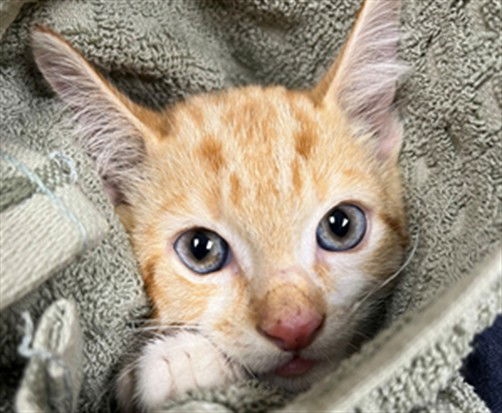 adoptable Cat in Derwood, MD named MARMALADE