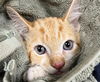 adoptable Cat in derwood, MD named MARMALADE