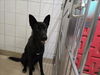adoptable Dog in derwood, MD named *ECLIPSE