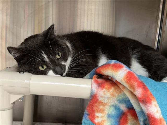 adoptable Cat in Derwood, MD named LUCKY