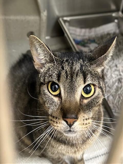 adoptable Cat in Derwood, MD named VAL