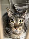 adoptable Cat in derwood, MD named VAL