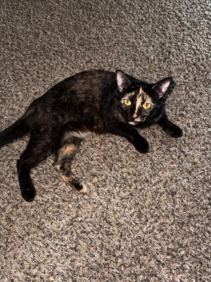 adoptable Cat in Derwood, MD named AMIRI