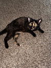 adoptable Cat in derwood, MD named AMIRI