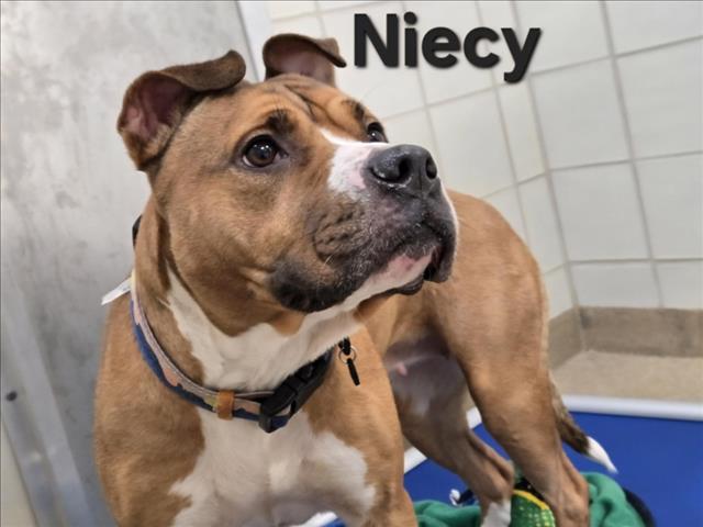 adoptable Dog in Derwood, MD named *NIECY