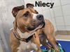 adoptable Dog in derwood, MD named *NIECY