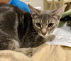 adoptable Cat in derwood, MD named *TINA PURRNER