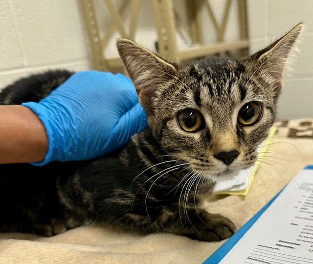 adoptable Cat in Derwood, MD named *TABBYTHA