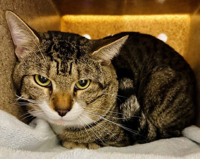 adoptable Cat in Derwood, MD named *CAT DAMON