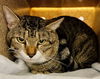 adoptable Cat in derwood, MD named *CAT DAMON