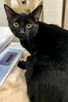 adoptable Cat in derwood, MD named *PAW MCCATNEY