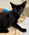 adoptable Cat in derwood, MD named *CATPURRNICUS