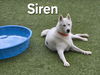 adoptable Dog in derwood, MD named SIREN