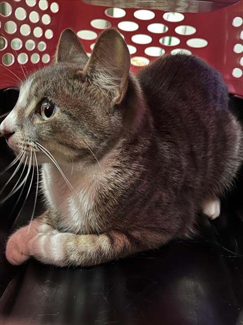 adoptable Cat in Derwood, MD named LOLA