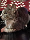 adoptable Cat in derwood, MD named LOLA