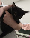 adoptable Cat in derwood, MD named *SMART