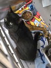 adoptable Cat in derwood, MD named *KODIAK