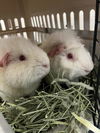 adoptable Guinea Pig in derwood, MD named BEDHEAD